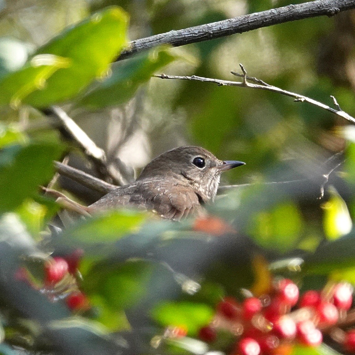 Дрізд-короткодзьоб плямистоволий - ML645773489