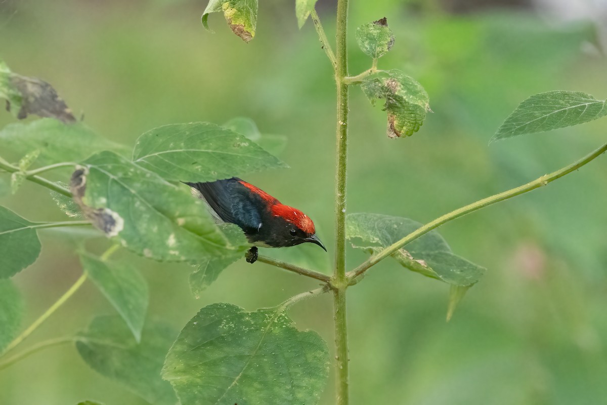 Scarlet-backed Flowerpecker - ML645773491
