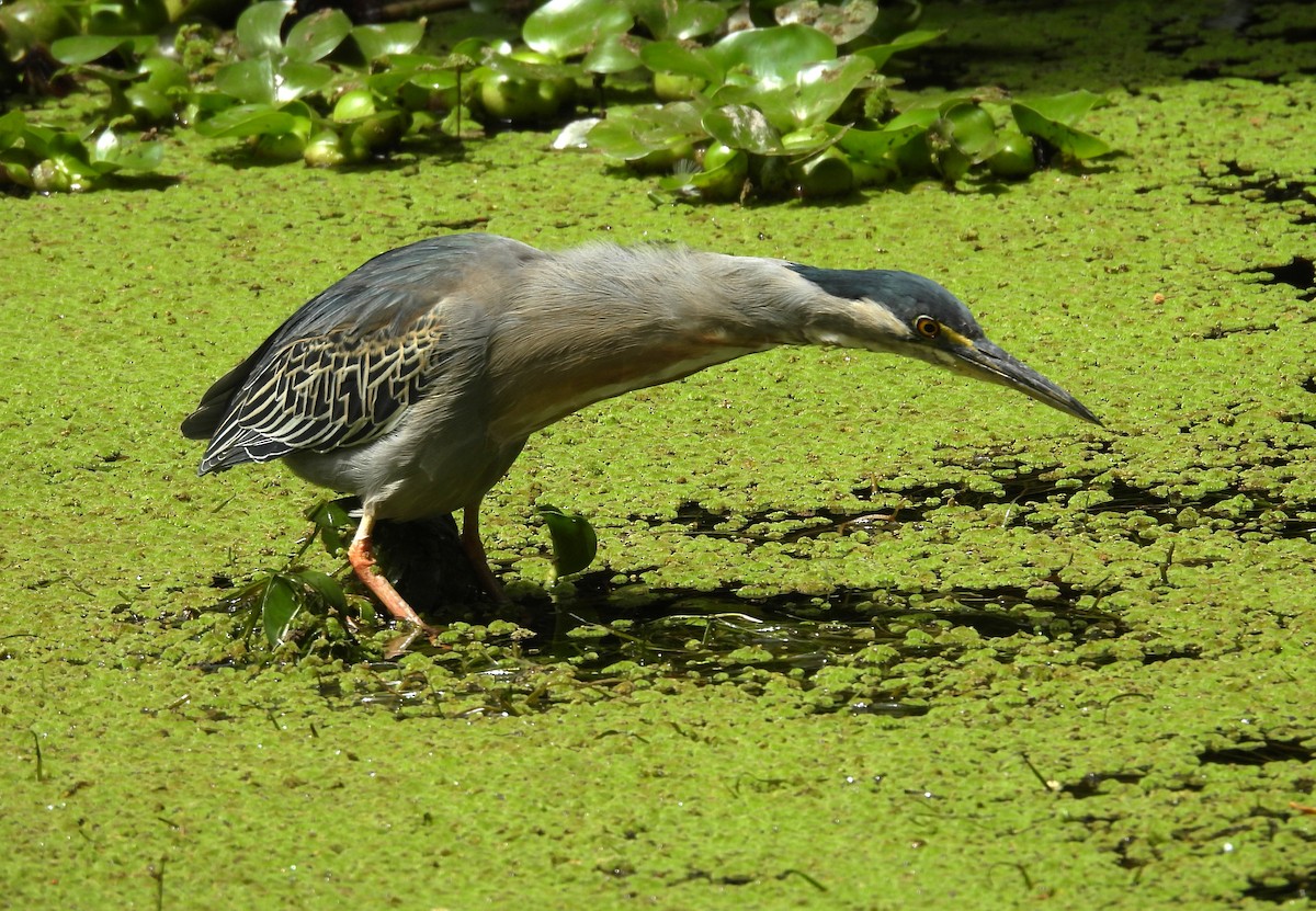 Striated Heron - ML645773492