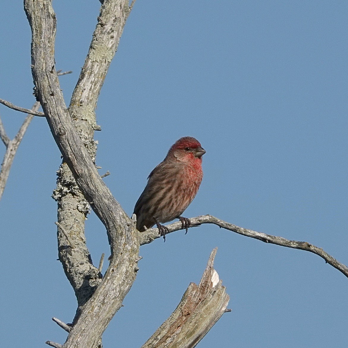 House Finch - ML645773493