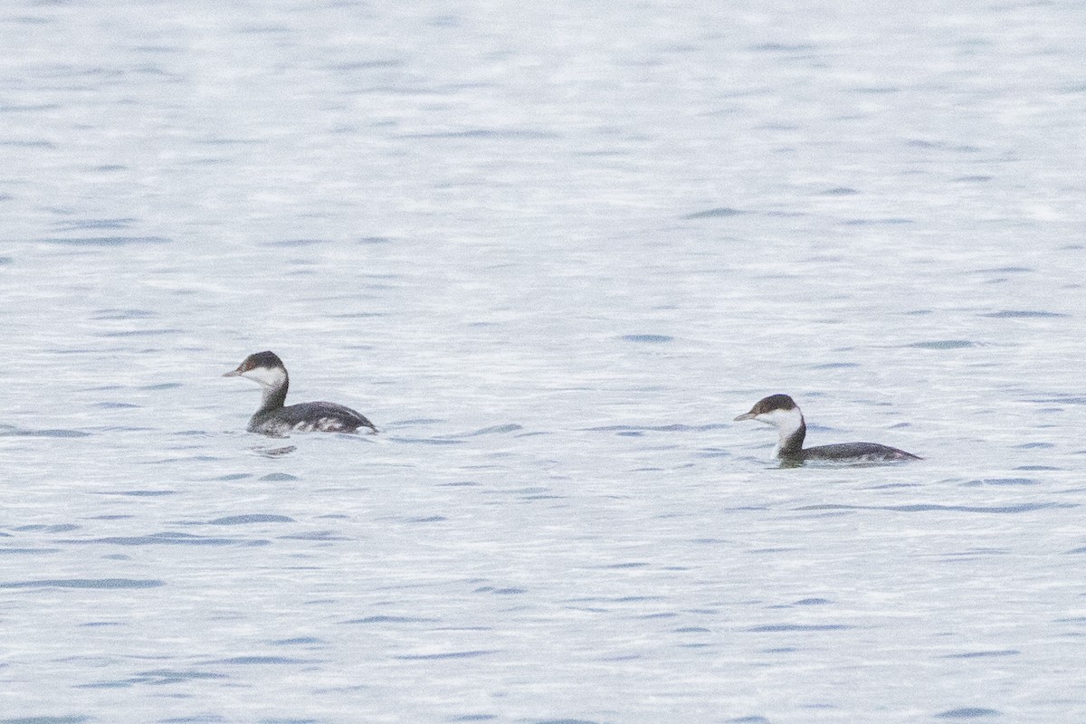 角鸊鷉 - ML645773495