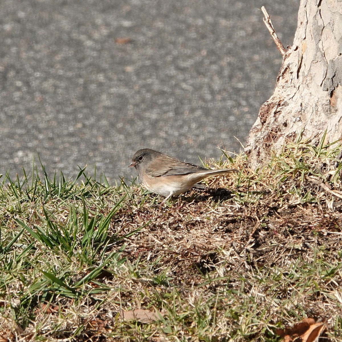 Dark-eyed Junco - ML645773500