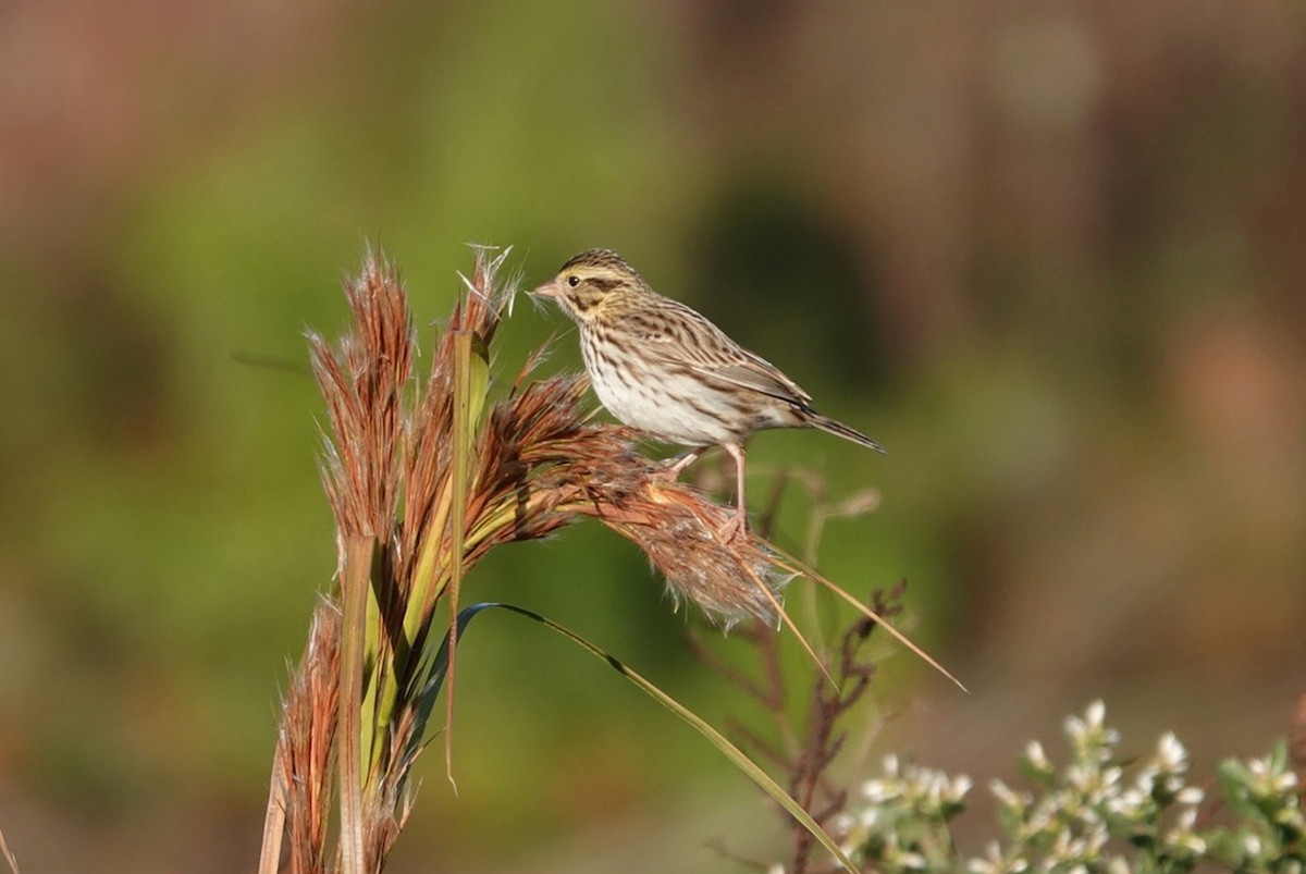 稀樹草鵐 - ML645773503