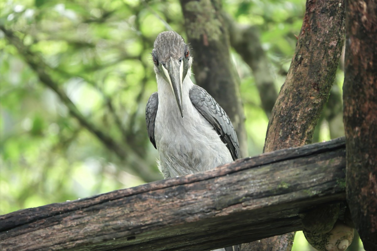 Sri Lanka Gray Hornbill - ML645773504