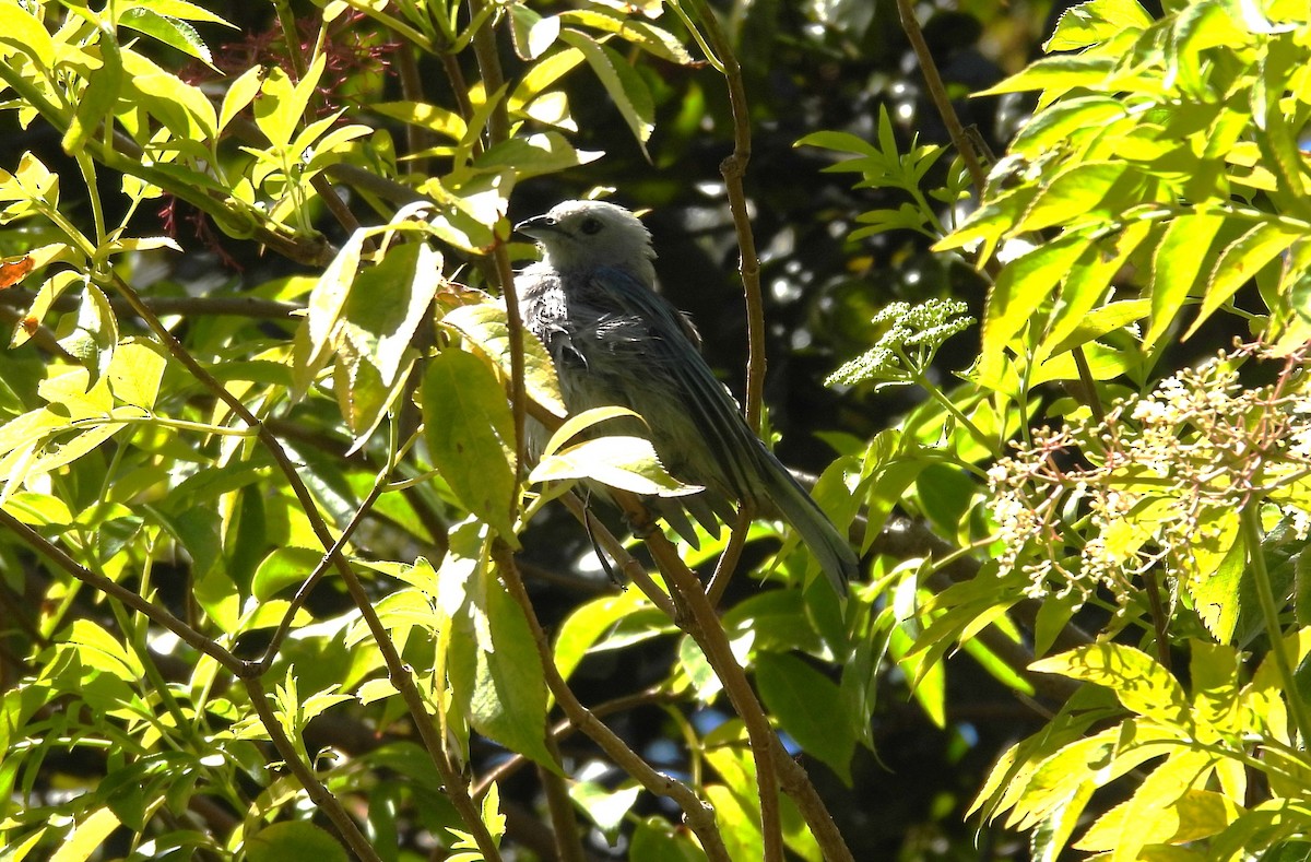 Blue-gray Tanager - ML645773505