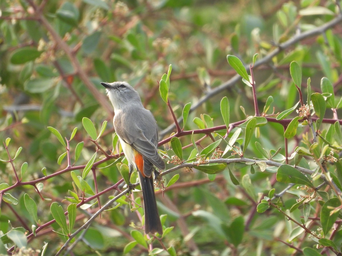 Zwergmennigvogel - ML645773511