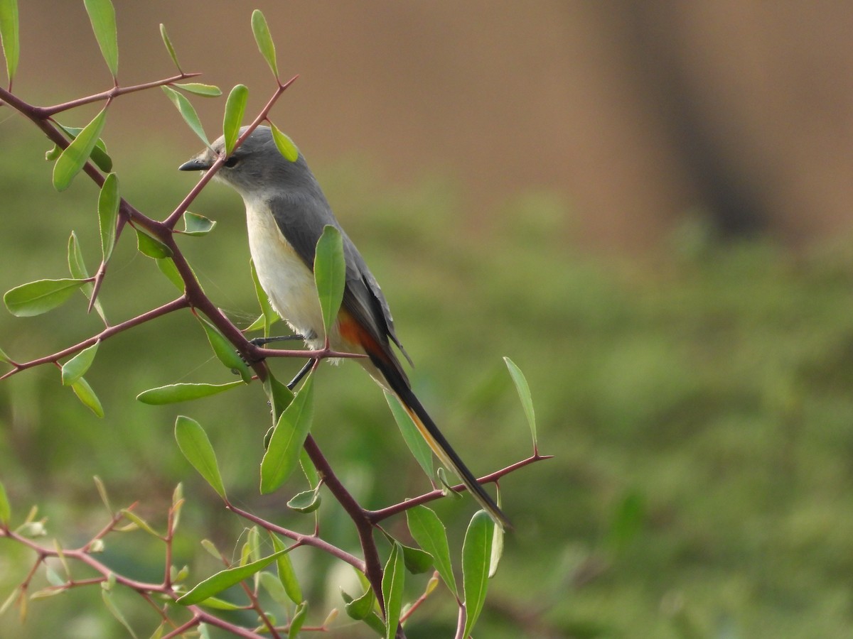 Zwergmennigvogel - ML645773512