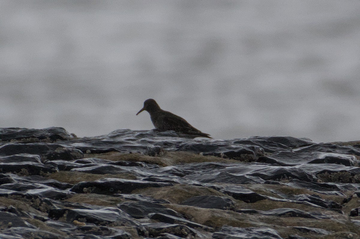 Purple Sandpiper - ML645773513
