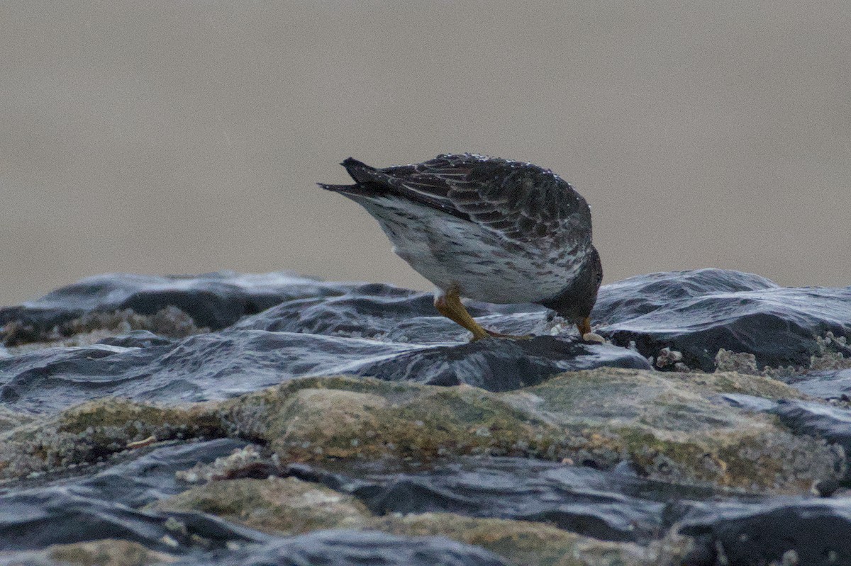 Purple Sandpiper - ML645773517