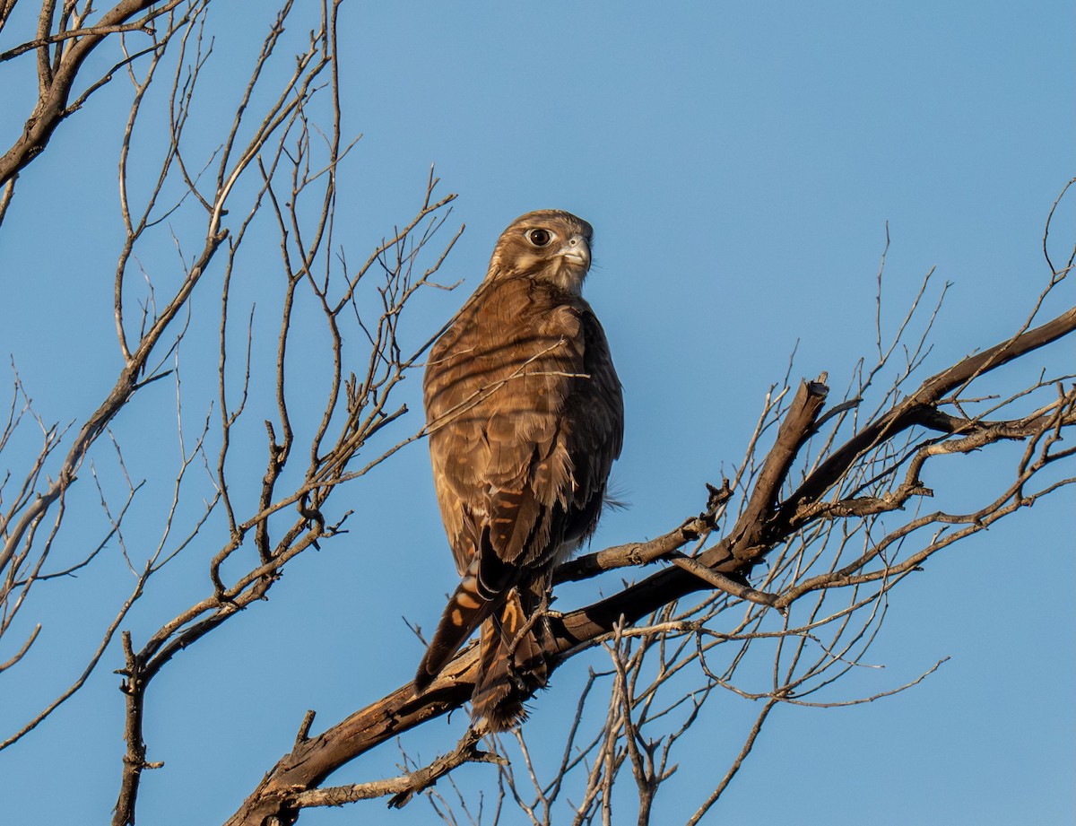 Brown Falcon - ML645773518