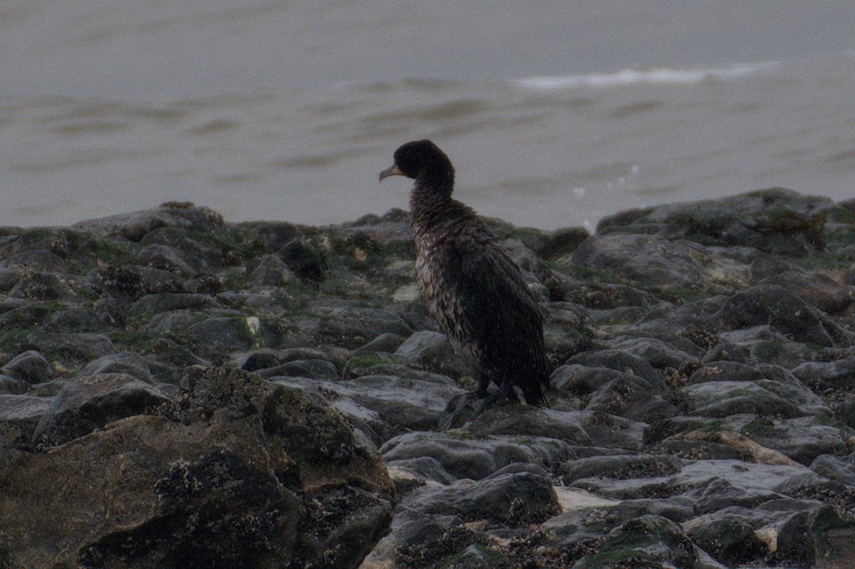 storskarv - ML645773519