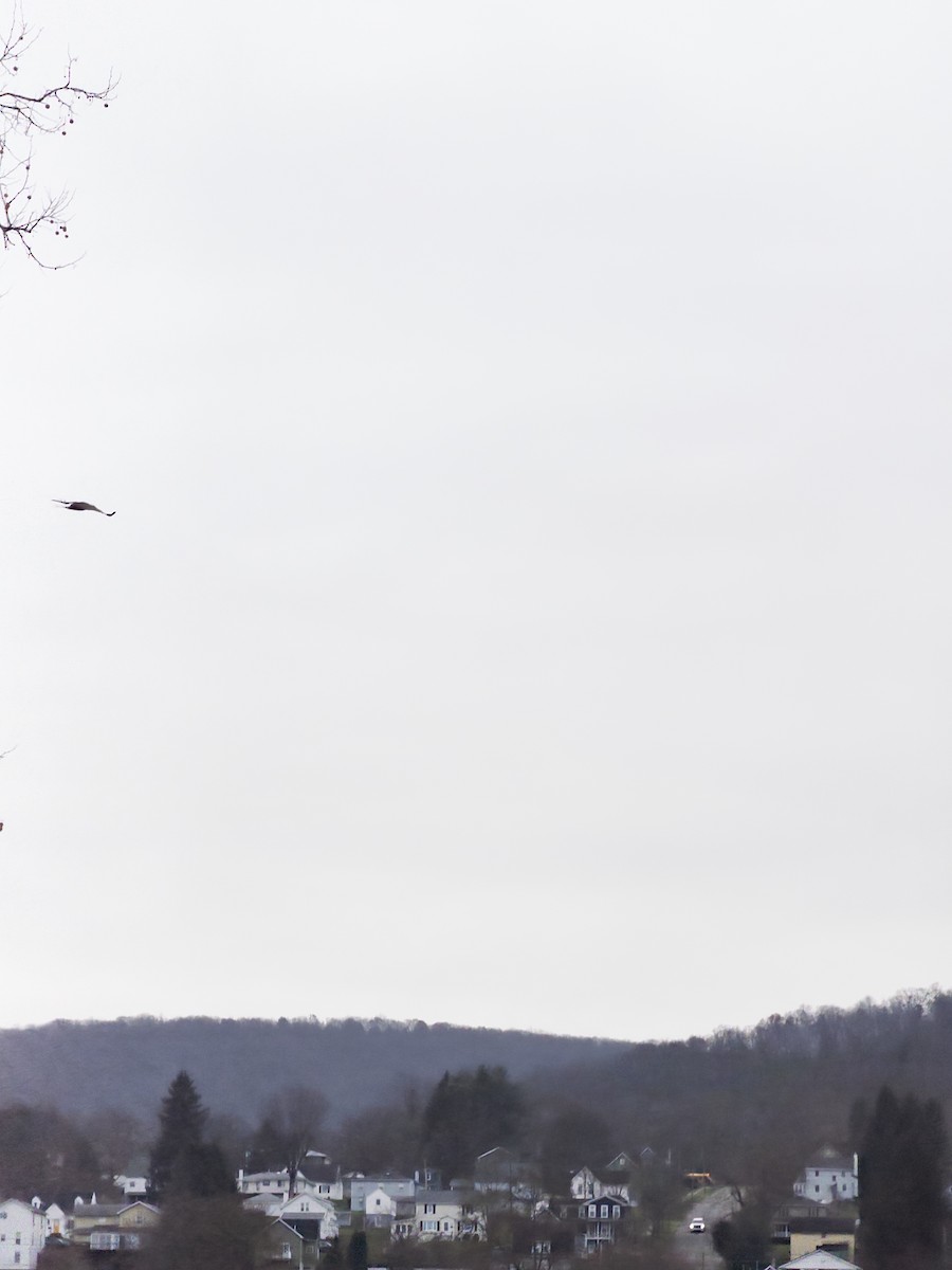 Bald Eagle - ML645773523