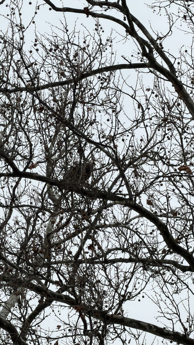 Bald Eagle - ML645773524