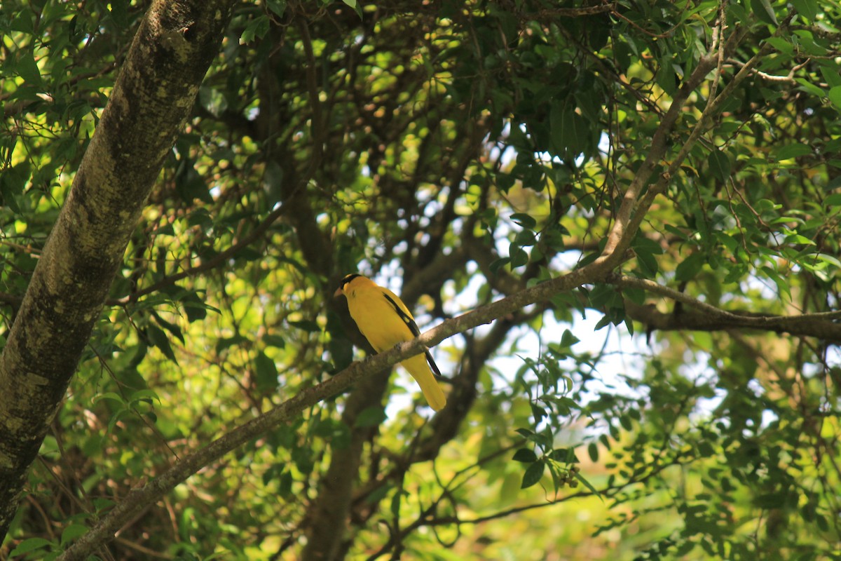 黃鸝 - ML645773526