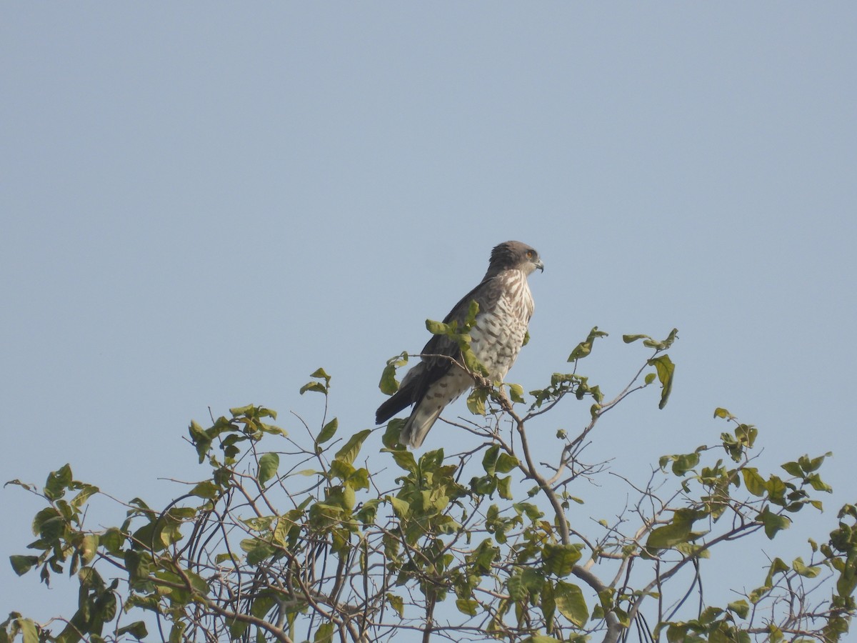 orlík krátkoprstý - ML645773528