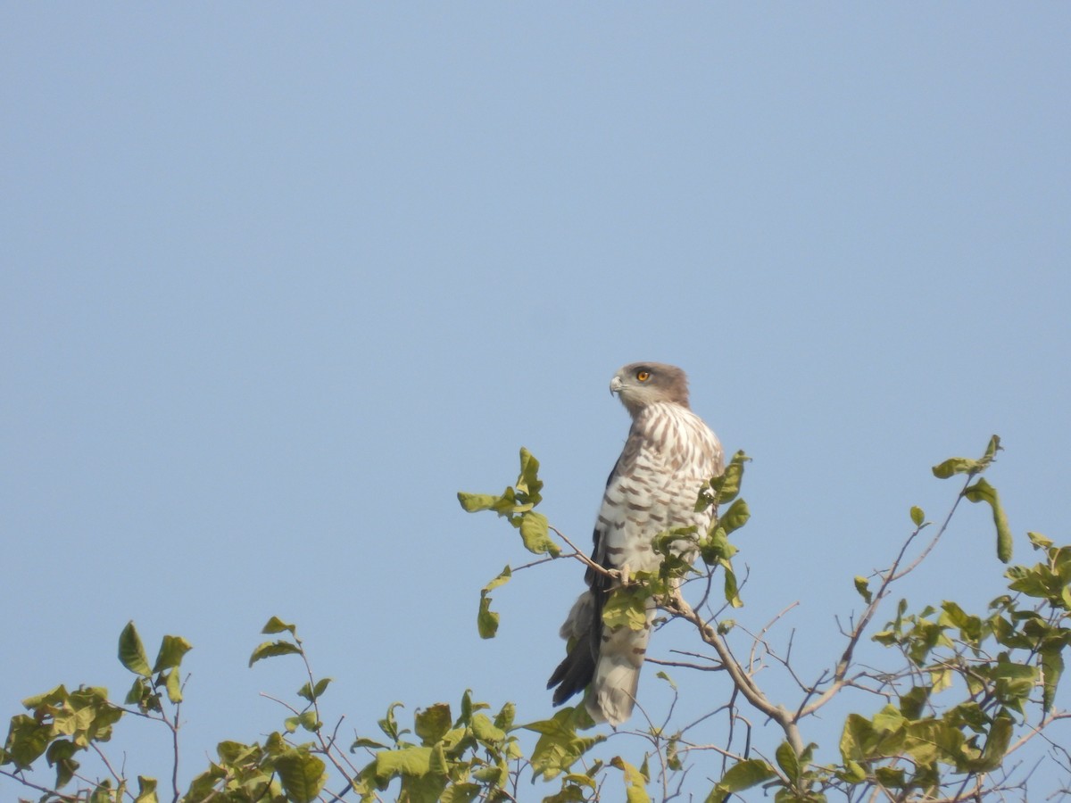 orlík krátkoprstý - ML645773529