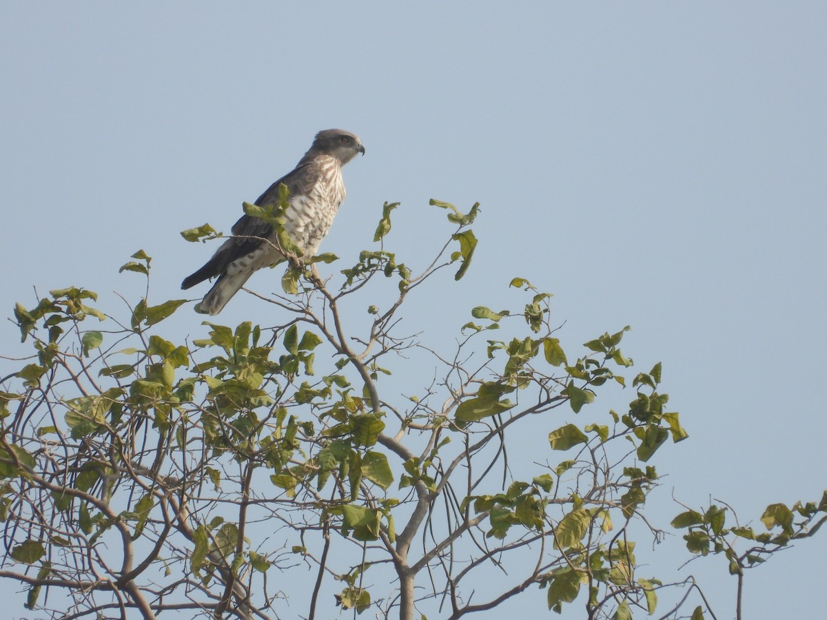 orlík krátkoprstý - ML645773530