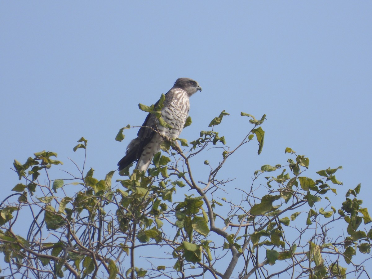 orlík krátkoprstý - ML645773531