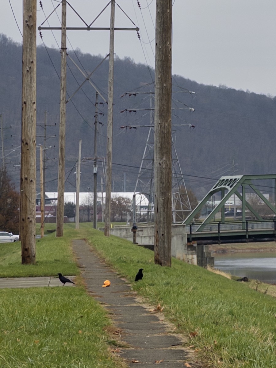 American Crow - ML645773532