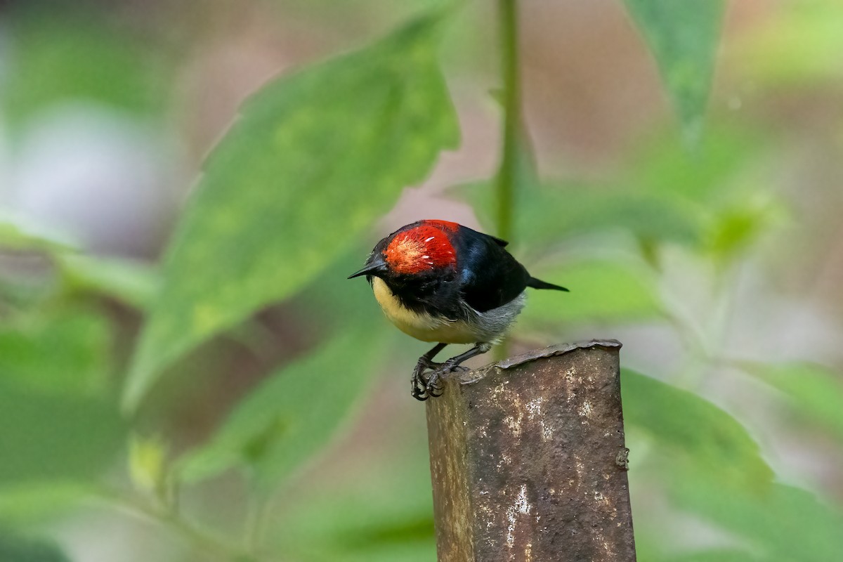 Scarlet-backed Flowerpecker - ML645773533