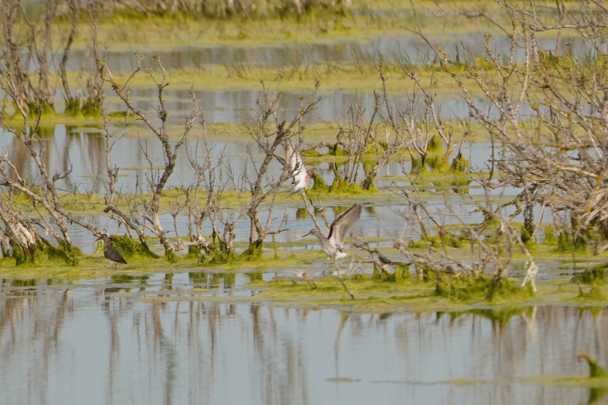 鷹斑鷸 - ML645773535