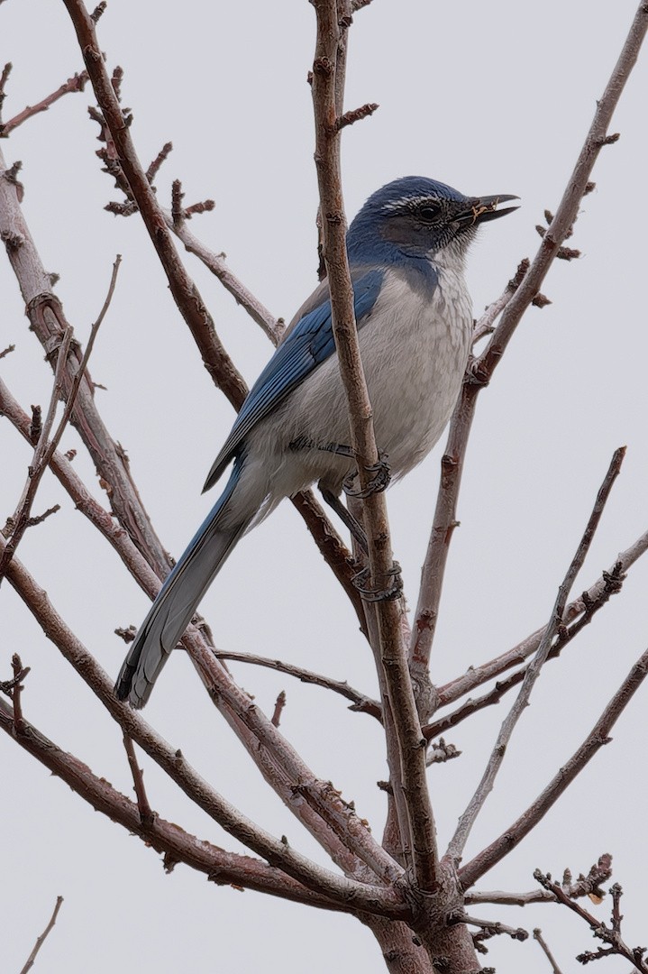 California Scrub-Jay - ML645773537
