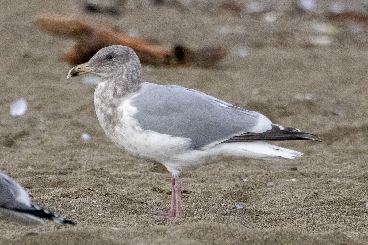Western x Glaucous-winged Gull (hybrid) - ML645773541