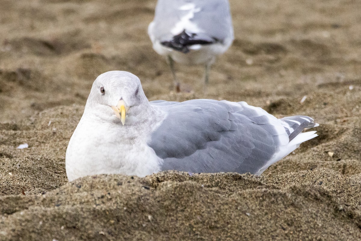 Western x Glaucous-winged Gull (hybrid) - ML645773542