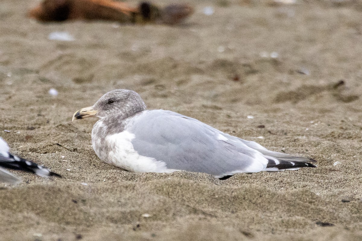 Western x Glaucous-winged Gull (hybrid) - ML645773543