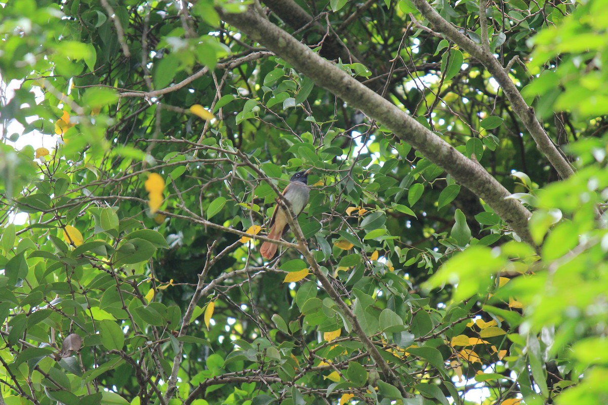 Amur Paradise-Flycatcher - ML645773549