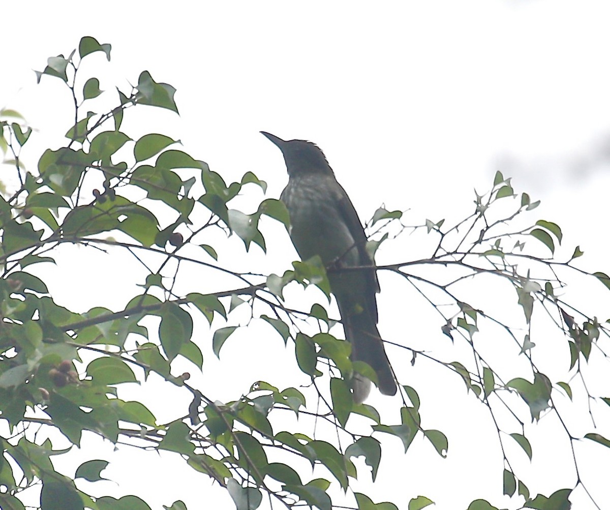 Streaked Bulbul - ML645773552