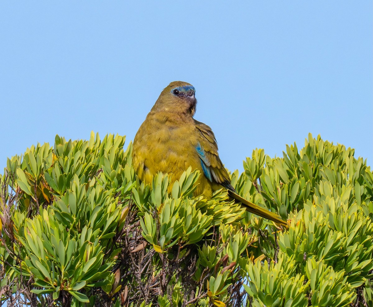 Rock Parrot - ML645773554