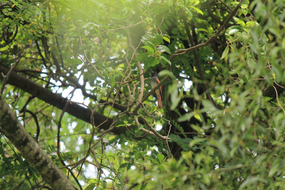 Amur Paradise-Flycatcher - ML645773555