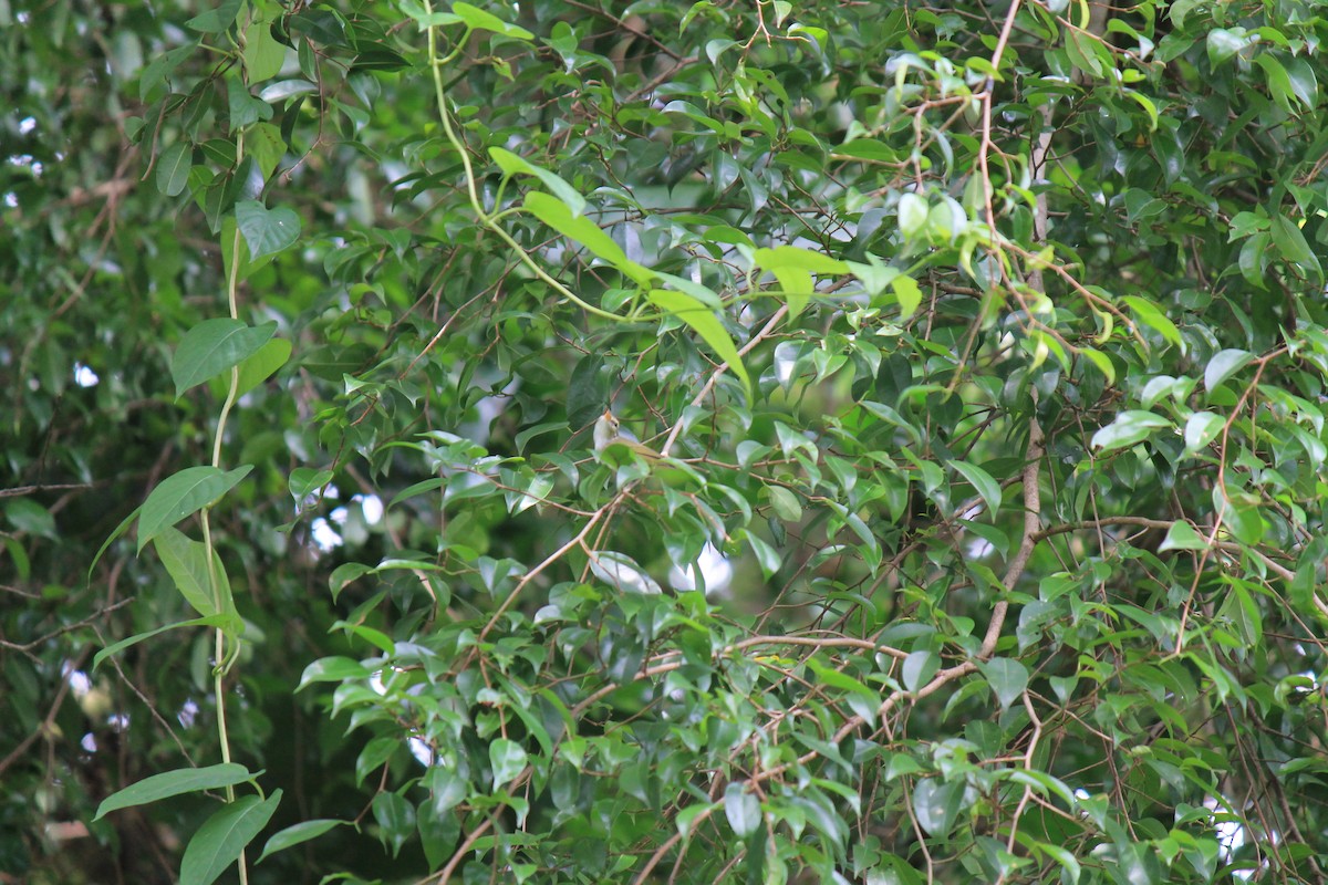 Eastern Crowned Warbler - ML645773566