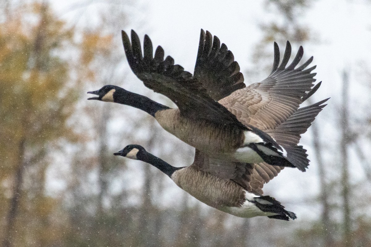 Barnacla Canadiense Grande - ML645773567