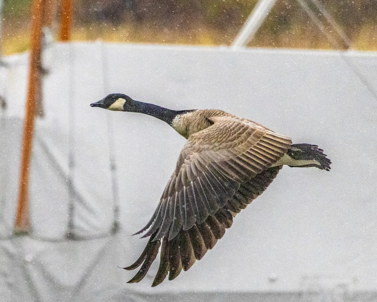 Barnacla Canadiense Grande - ML645773568