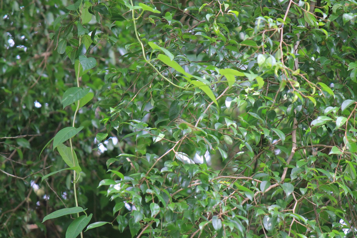 Eastern Crowned Warbler - ML645773571