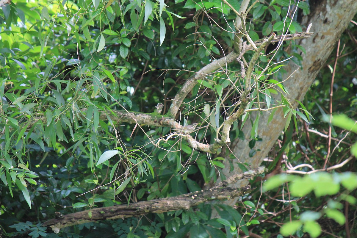 Arctic Warbler - ML645773580