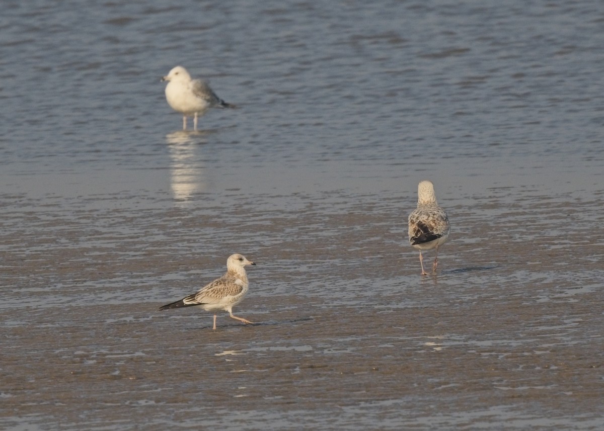 Common Gull - ML645773584