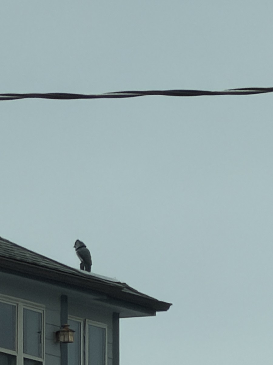 Great Horned Owl - ML645773585