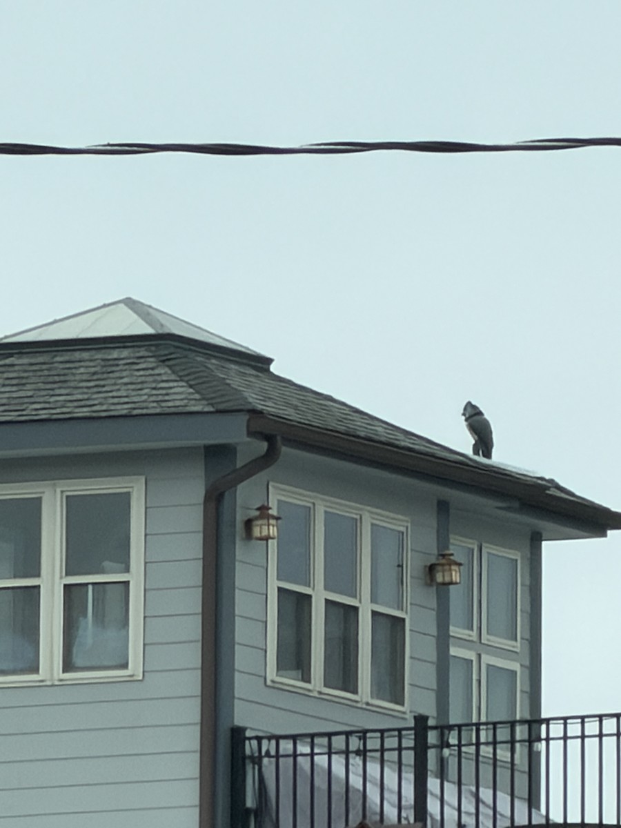 Great Horned Owl - ML645773586