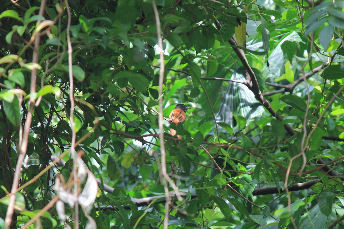 Amur Paradise-Flycatcher - ML645773597