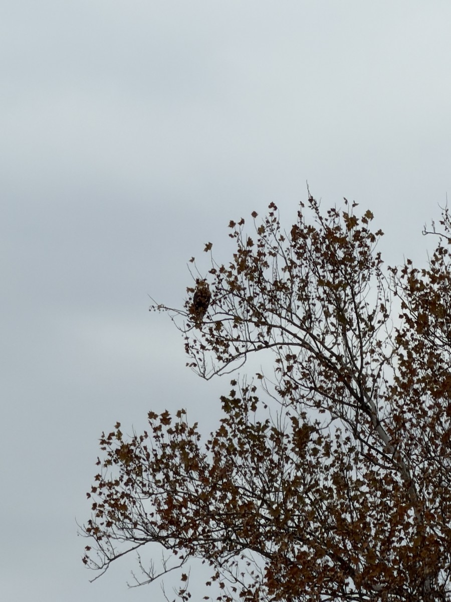 Bald Eagle - ML645773601