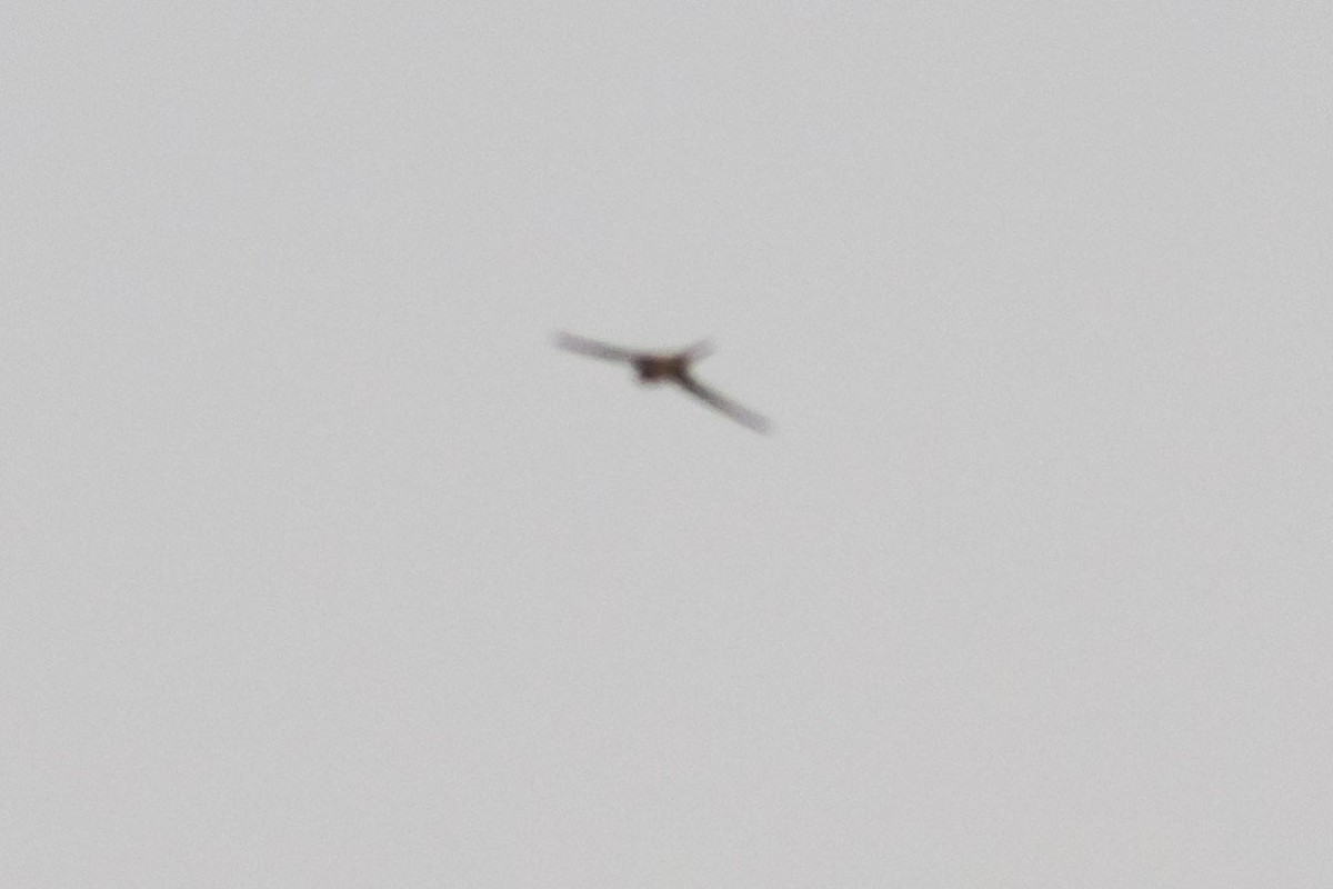 סיס-דקלים אסייתי - ML645773624