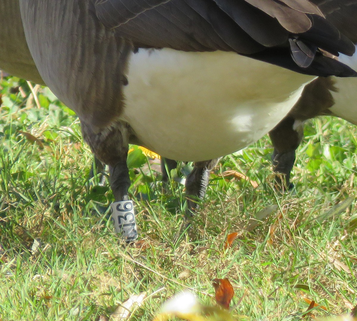 Barnacla Canadiense Grande - ML645773625