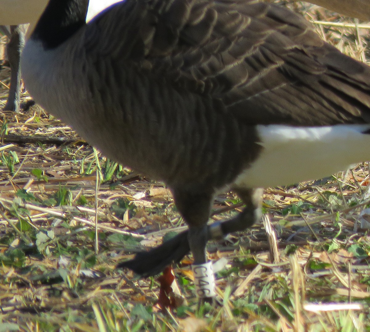 Barnacla Canadiense Grande - ML645773626