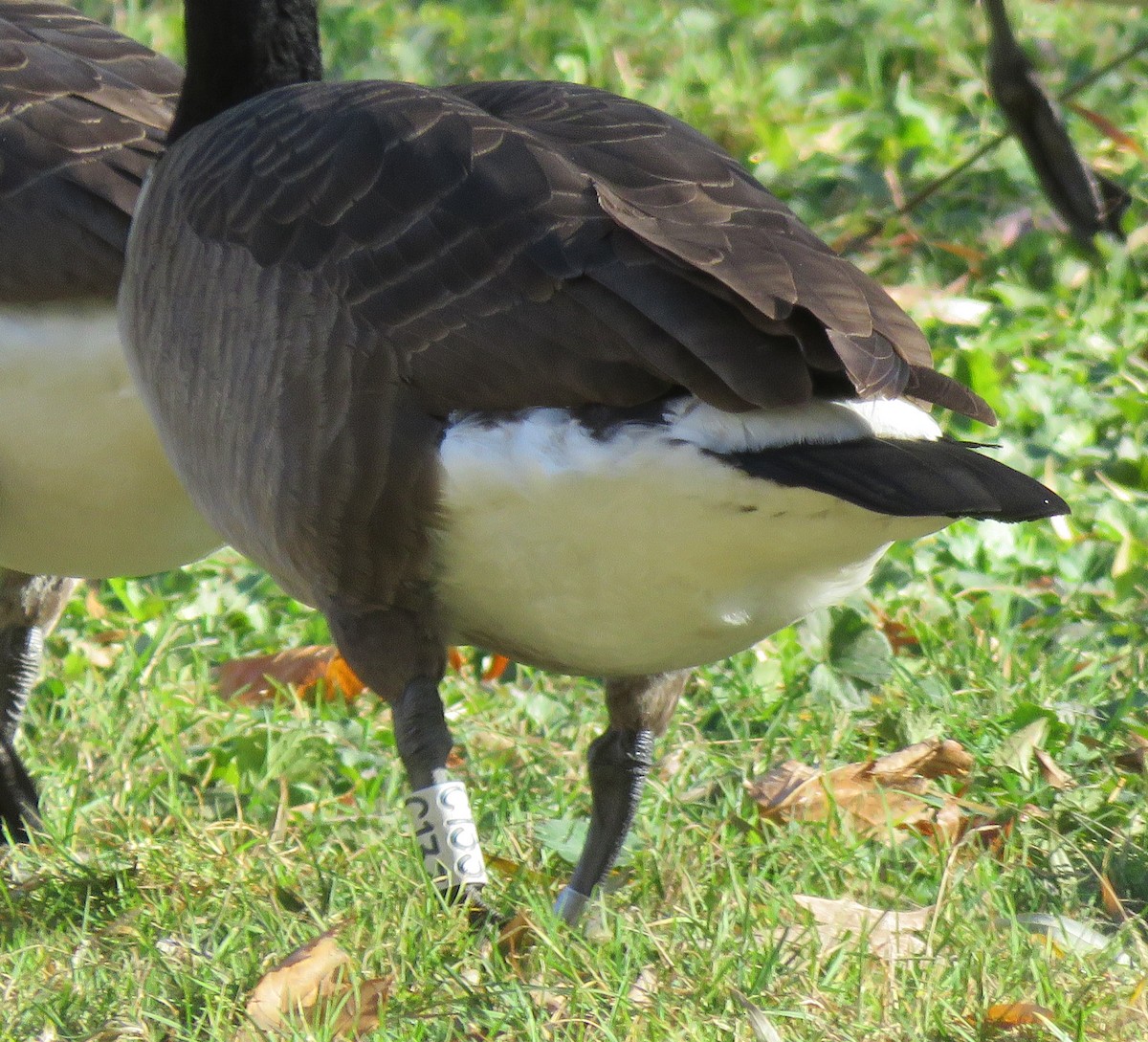 Barnacla Canadiense Grande - ML645773627
