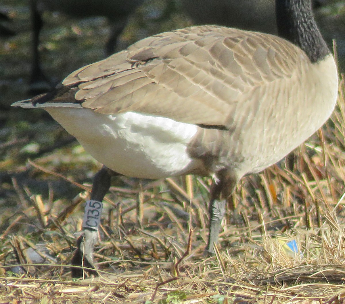 Barnacla Canadiense Grande - ML645773628