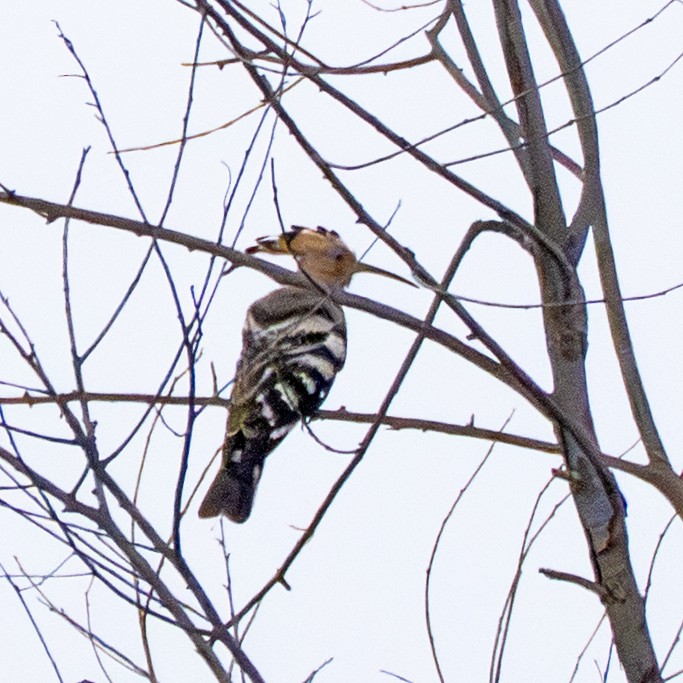 Common Hoopoe - ML645773629