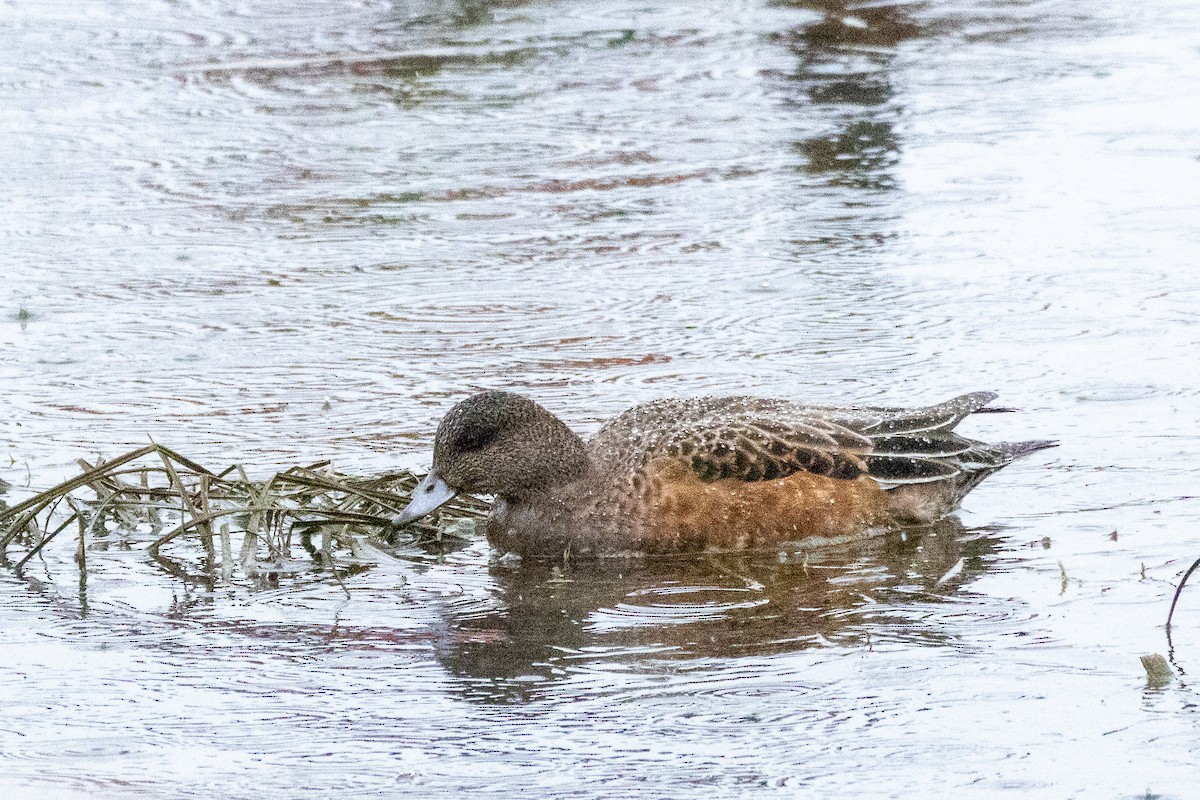 Свищ американський - ML645773640